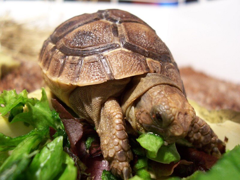 turtle eating salad