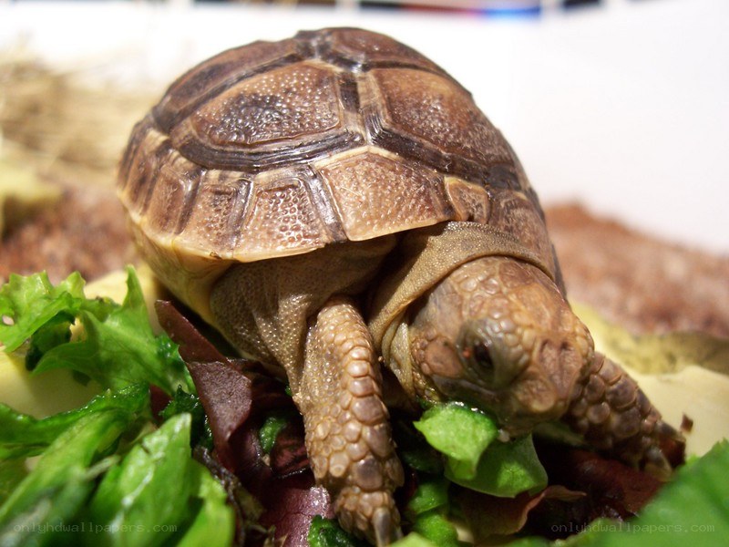 turtle eating salad