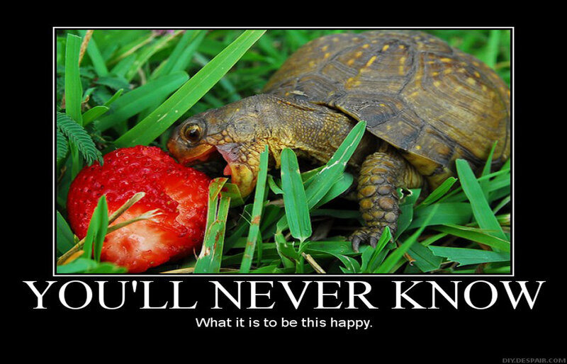 turtle eating strawberry