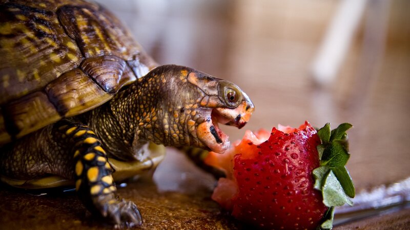 Turtle Eating Strawberry — Brown, Calm, Photograph, Shell, Green Leaf