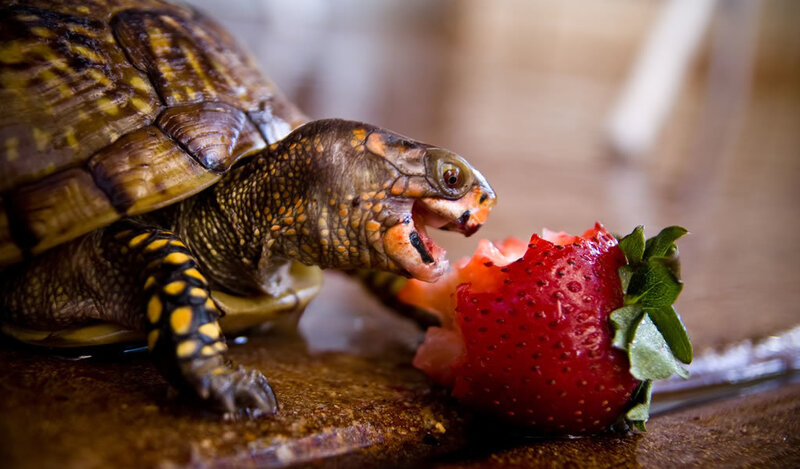 Turtle Eating Strawberry — Brown, Calm, Photograph, Shell, Table
