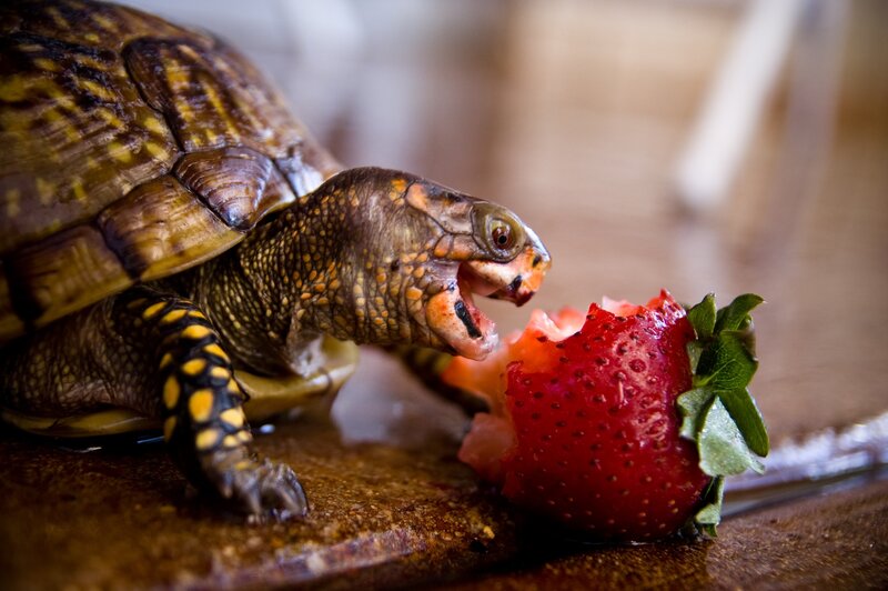 Turtle Eating Strawberry — Brown, Calm, Photograph, Shell