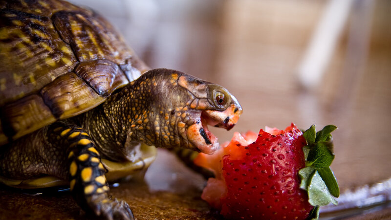 Turtle Eating Strawberry — Brown, Calm, Photograph
