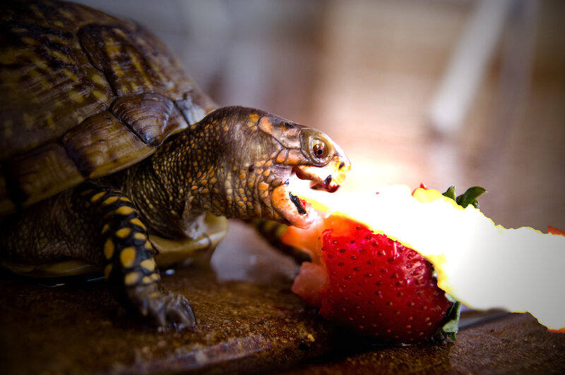 Turtle Eating Strawberry — Brown, Dramatic