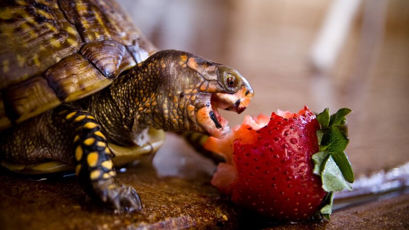 Turtle Eating Strawberry — Calm