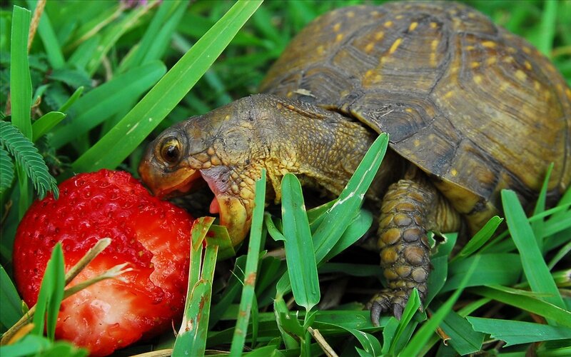 Turtle Eating Strawberry — Green, Calm