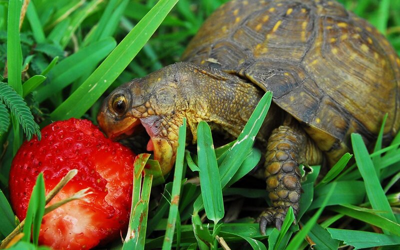 Turtle Eating Strawberry — Green, Natural, Afternoon, Photograph, Grass, Red, Brown