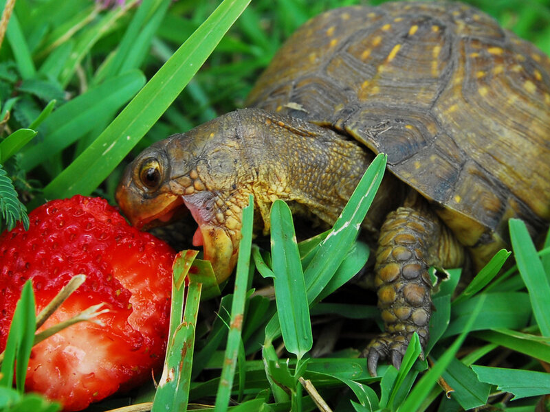 Turtle Eating Strawberry — Green, Natural, Afternoon, Photograph, Grass, Red