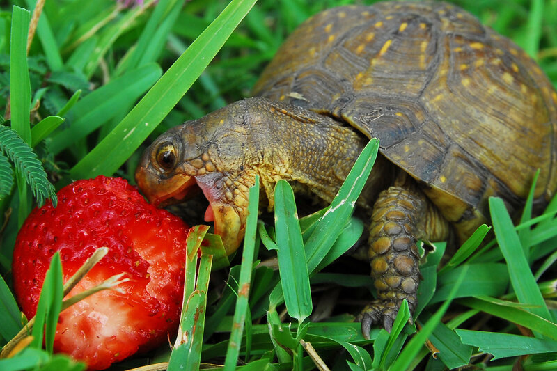 Turtle Eating Strawberry — Green, Natural