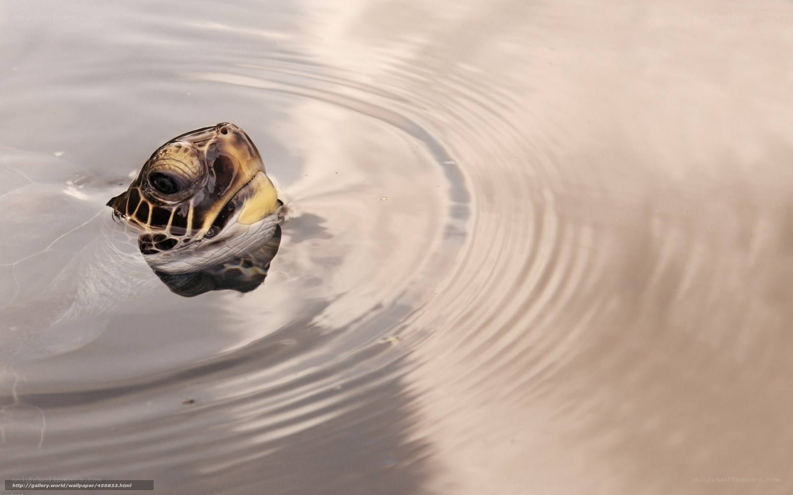 turtle head in water