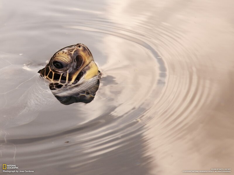 Turtle head in water