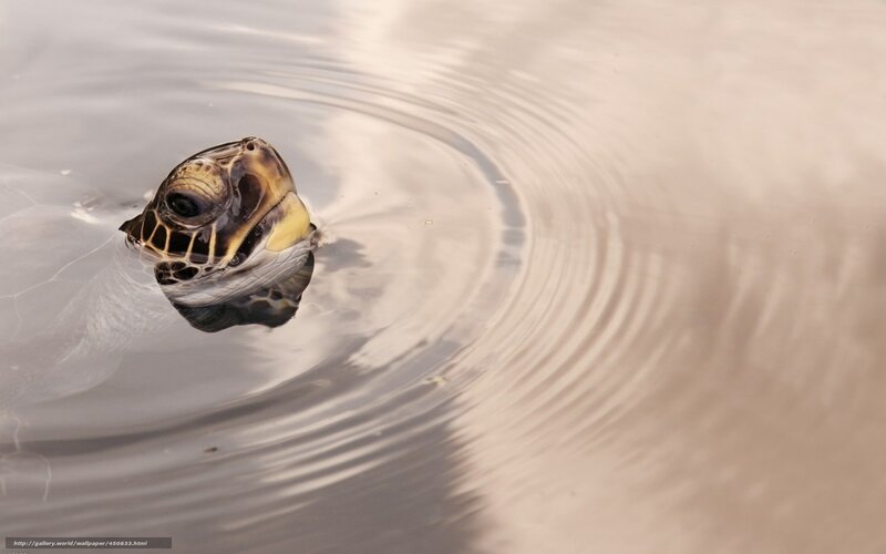 Turtle Head in Water — Brown