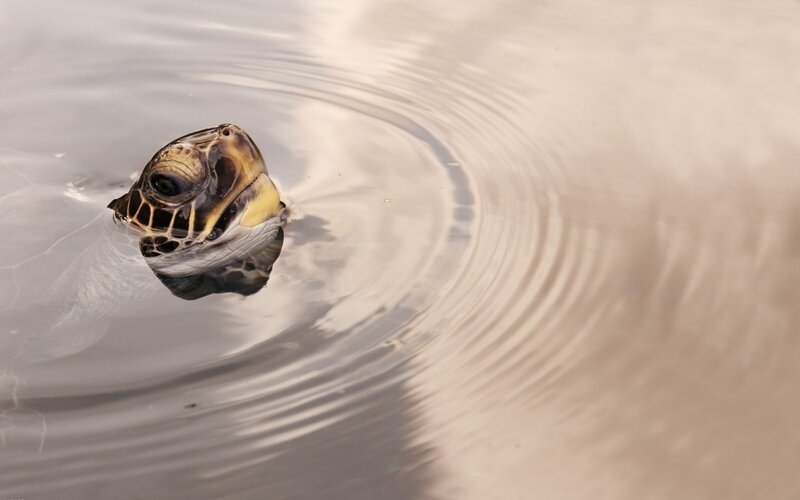 turtle head in water
