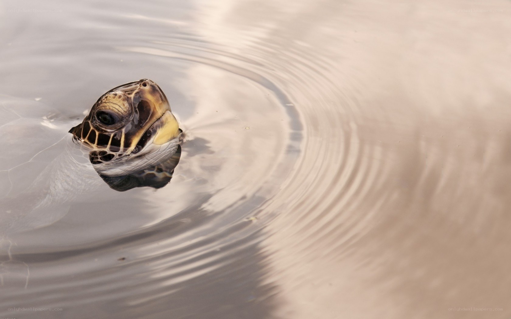 turtle head in water