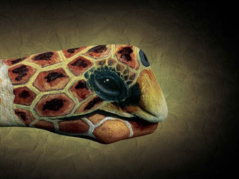 Turtle Head