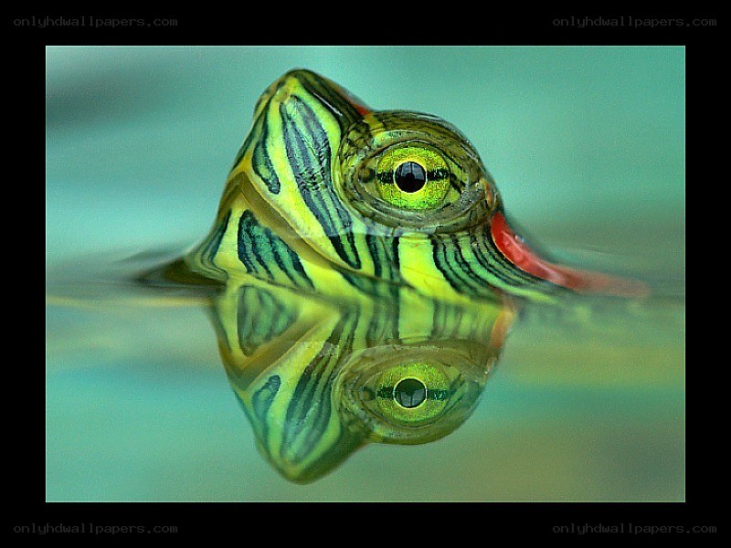turtle head with reflection