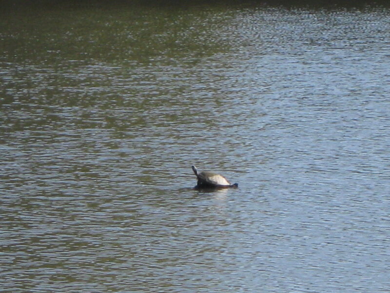 turtle in a pond