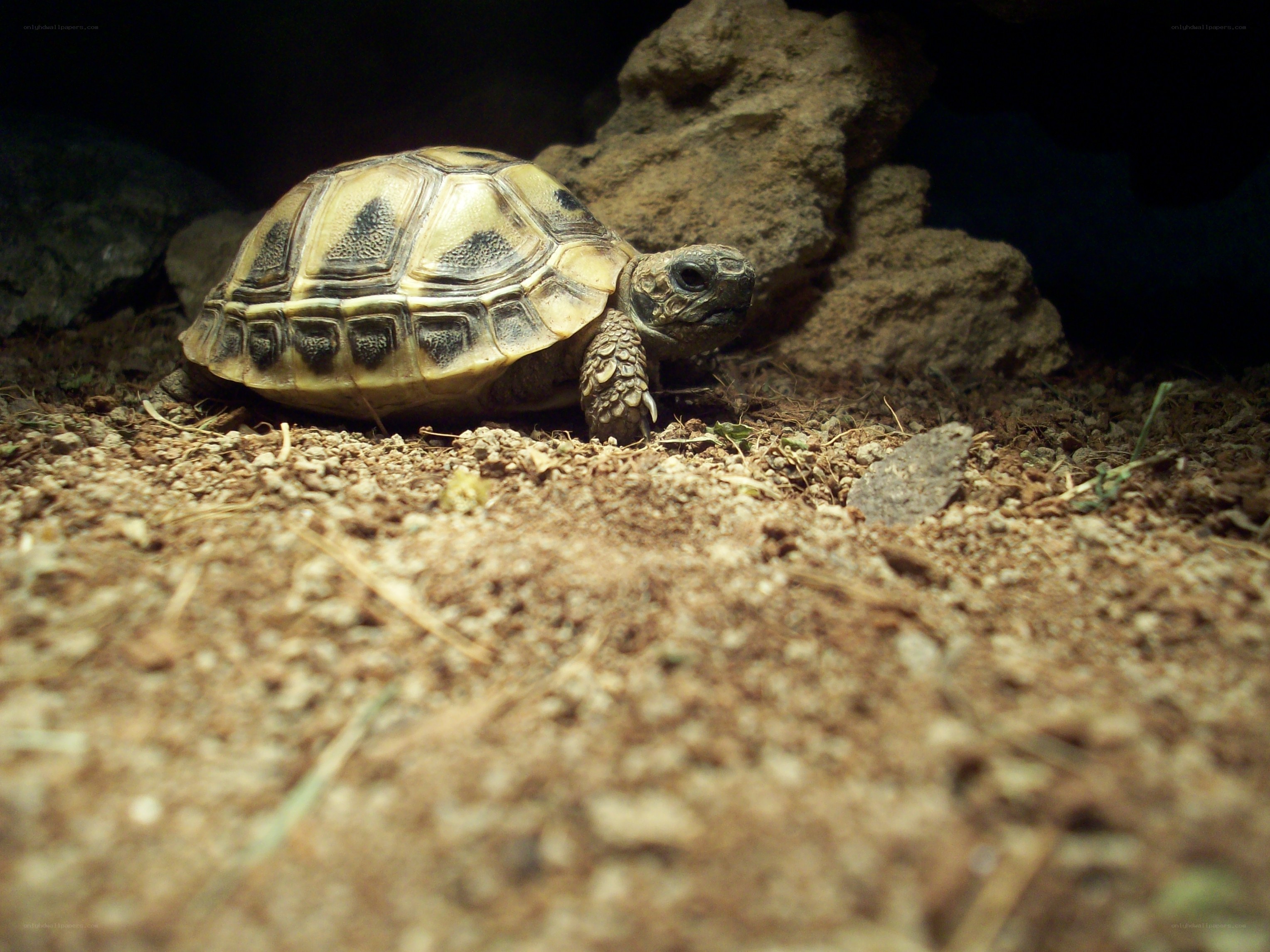 turtle in a rocky enclosure