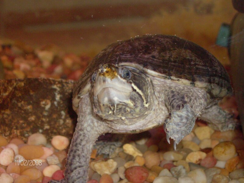 turtle in aquarium