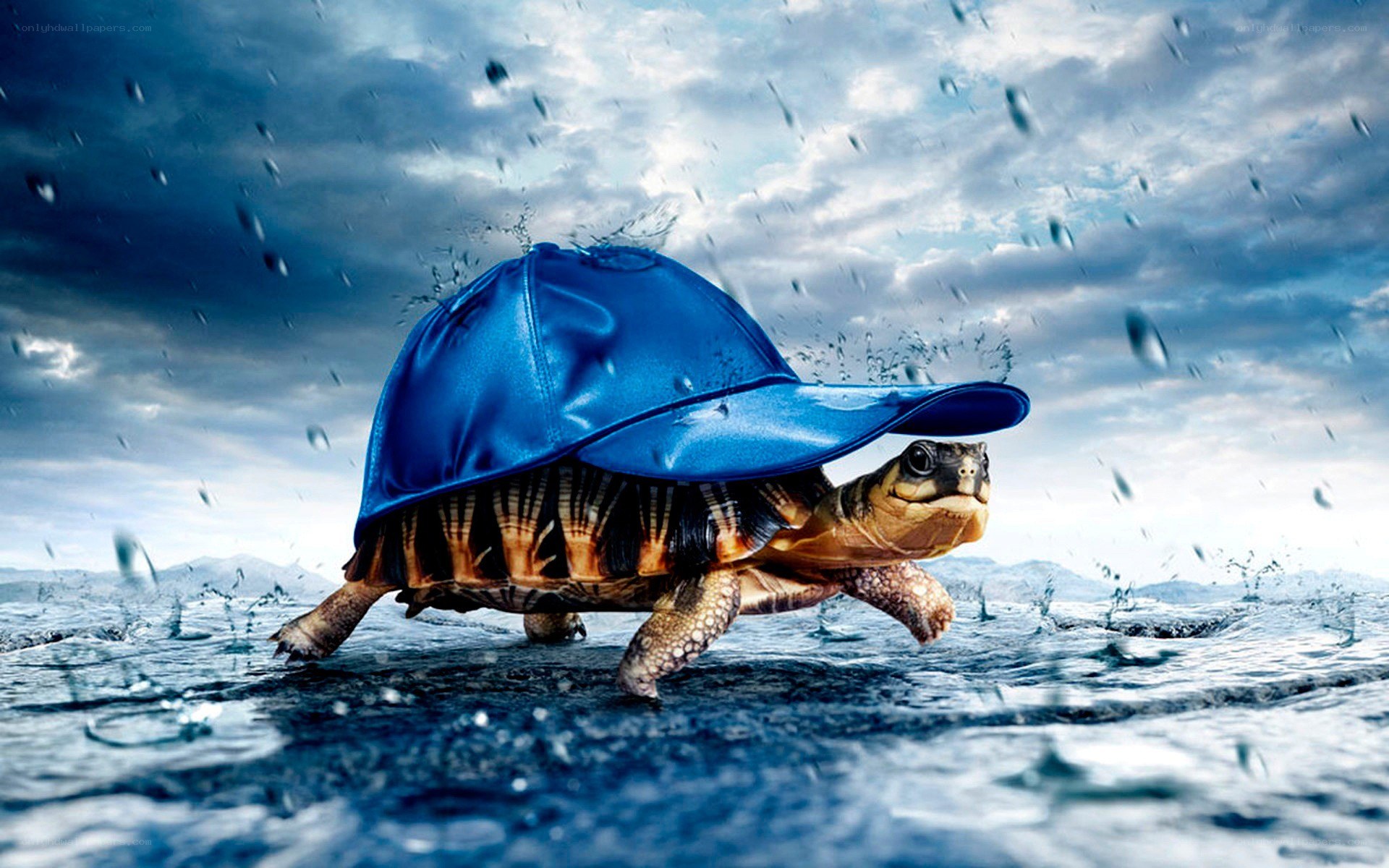 turtle in blue cap running