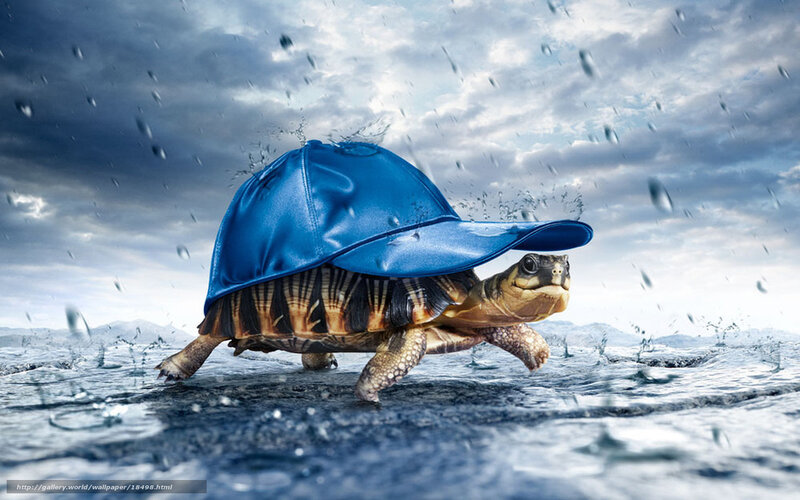 turtle in blue cap running
