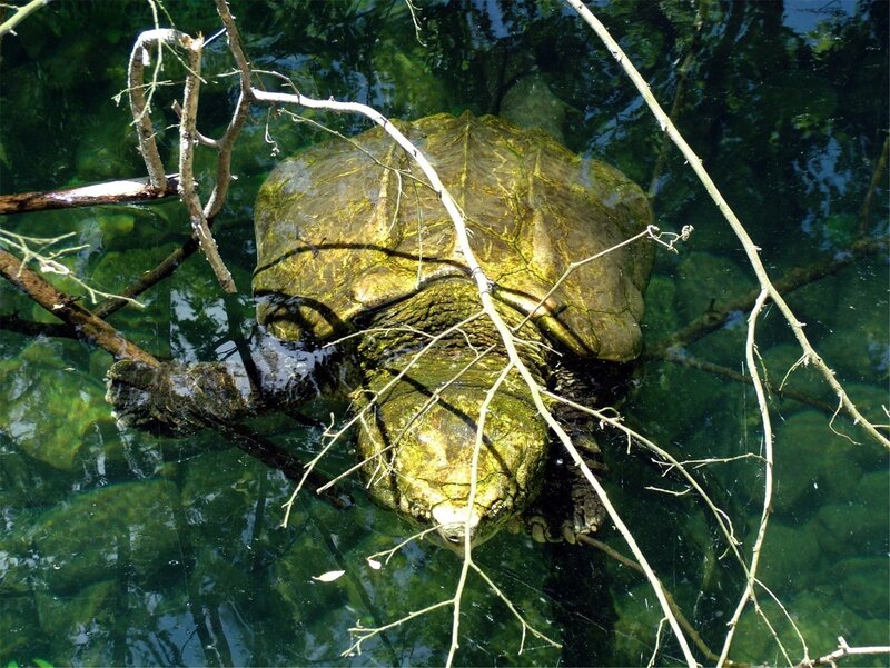turtle in clear water