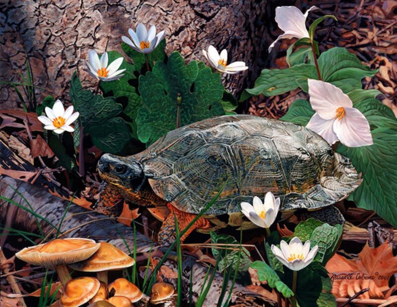 Turtle in Forest Floor