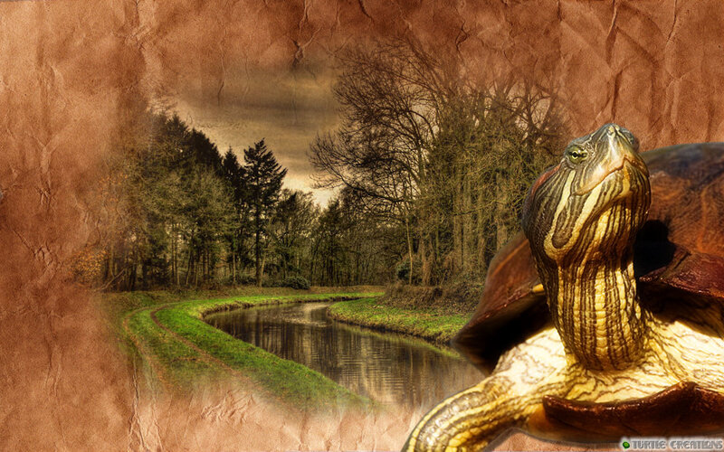 Turtle in Forest Scene