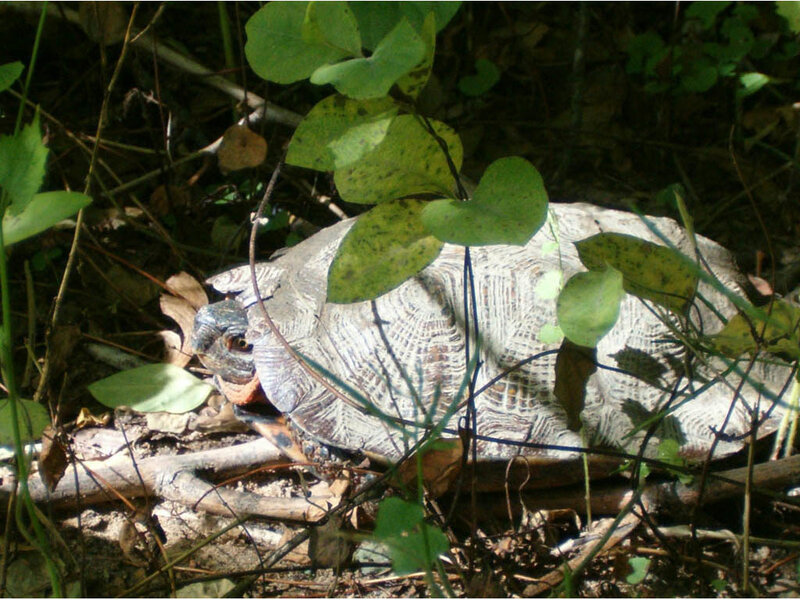 turtle in forest undergrowth