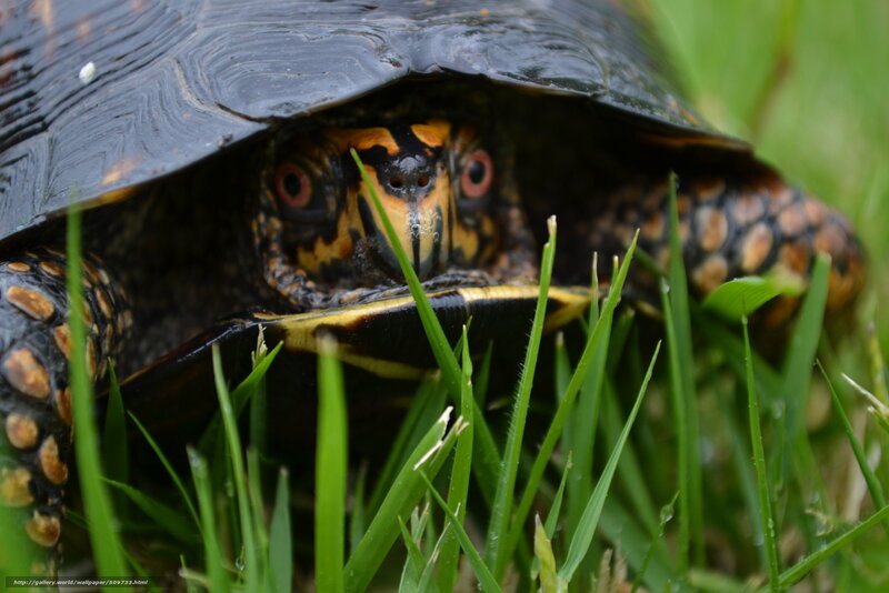 Turtle in Grass — Green, Calm