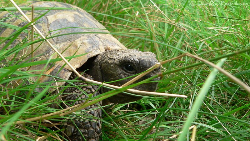 turtle in grass