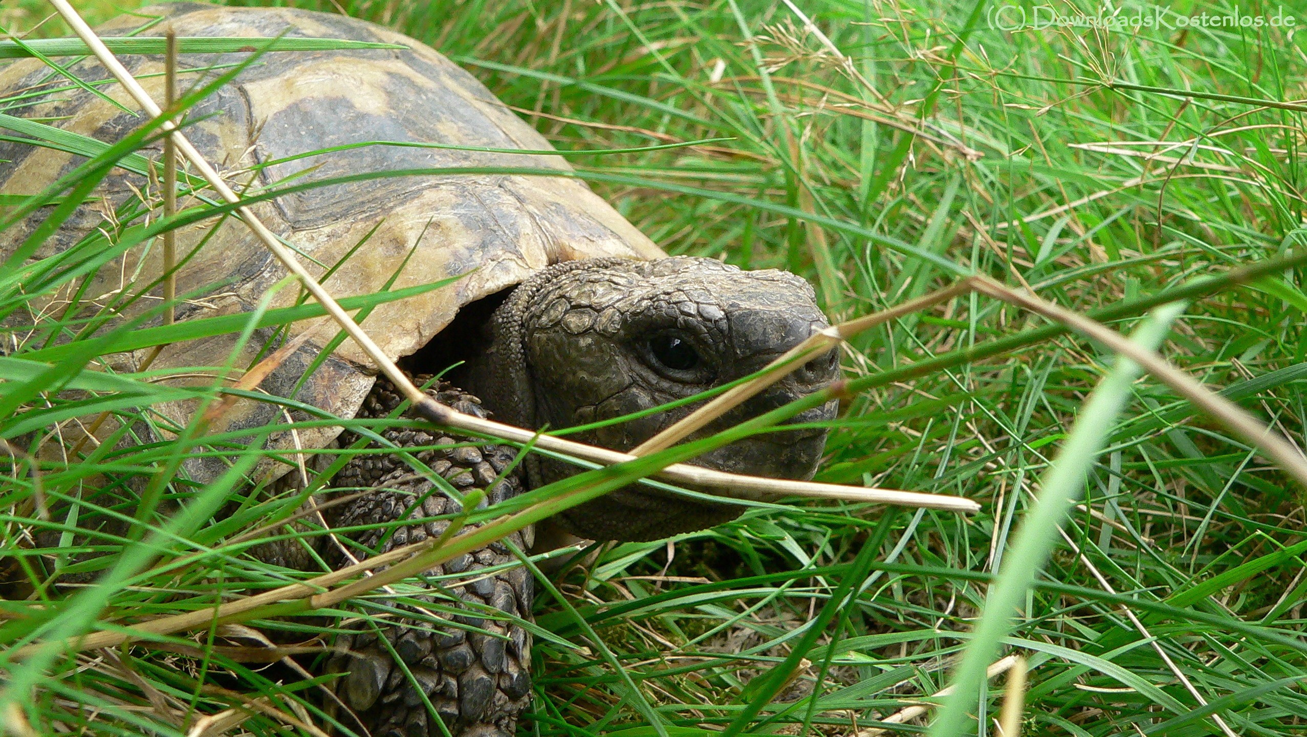 turtle in grass