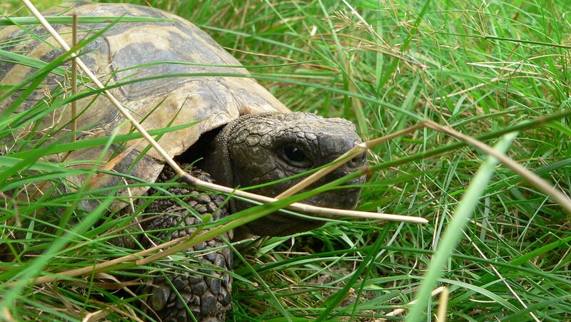 turtle in green grass