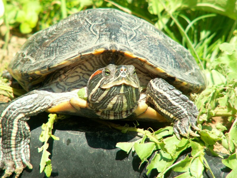 turtle in green grass