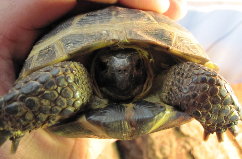 turtle in hand