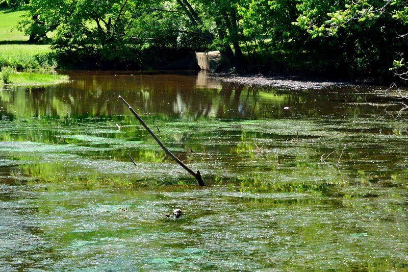 Turtle in Pond — Green, Serene, Afternoon