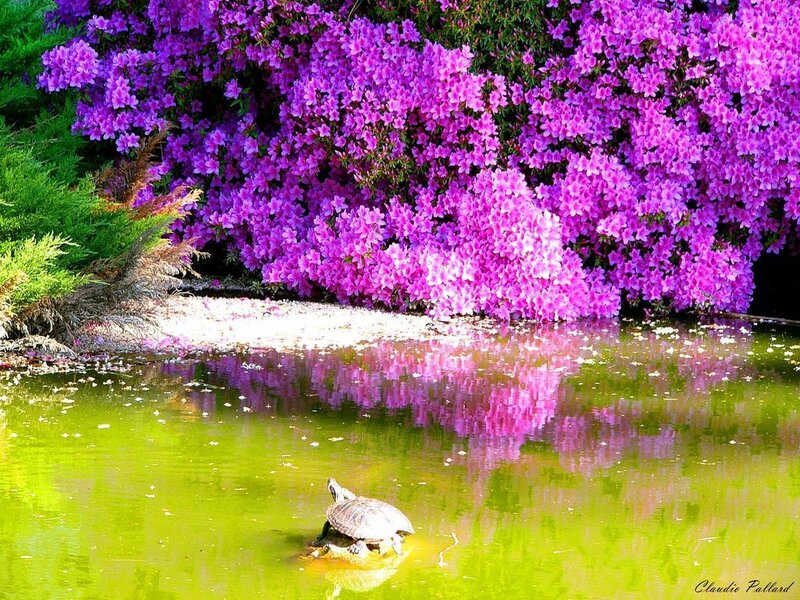 Turtle in Pond