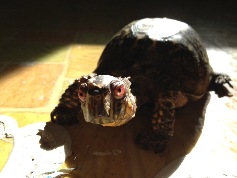 turtle in sunlight
