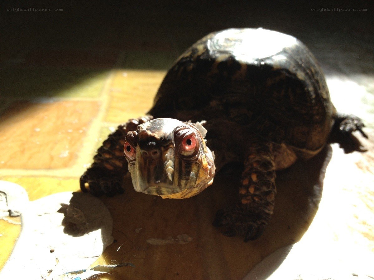 turtle in sunlight