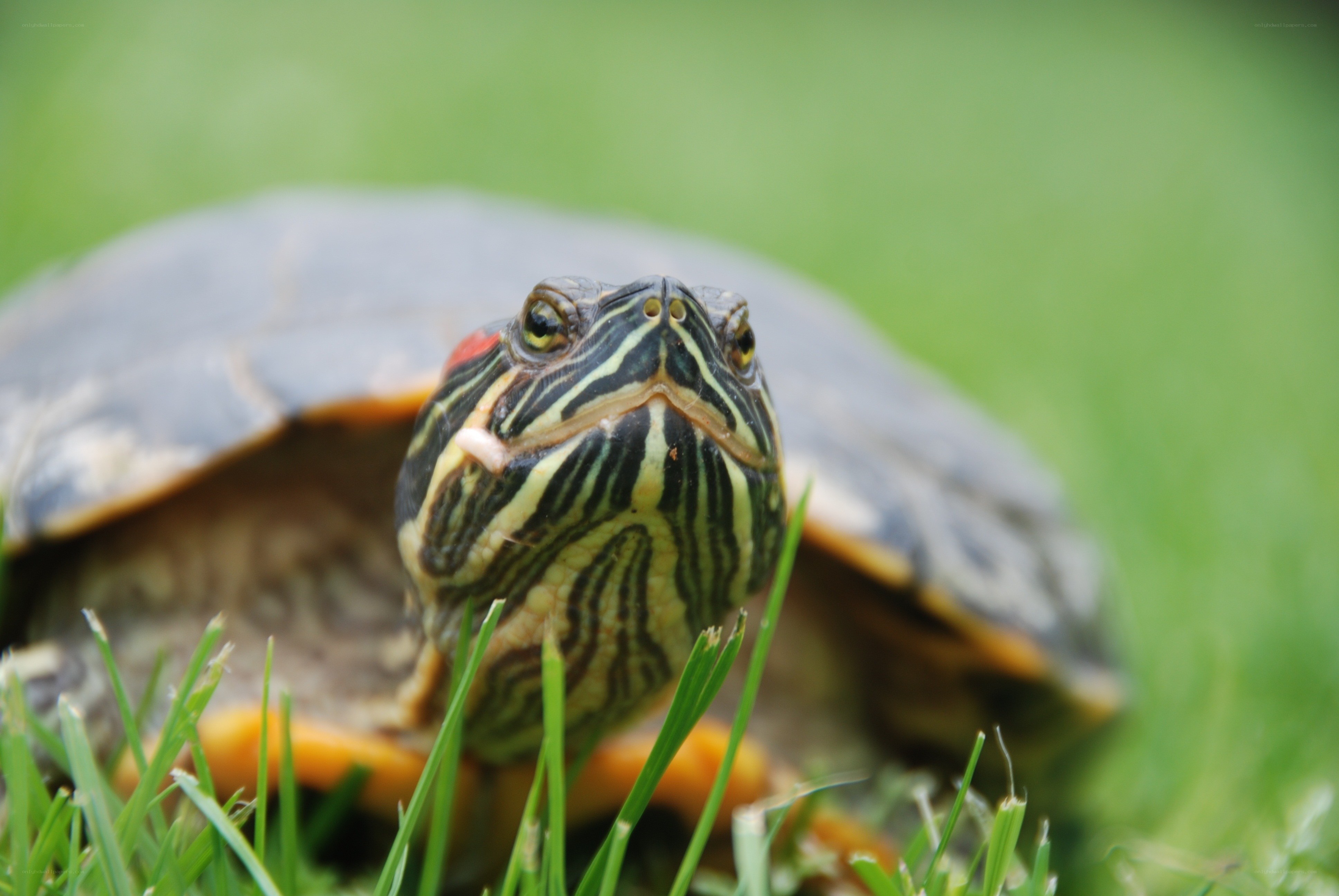 turtle in the grass