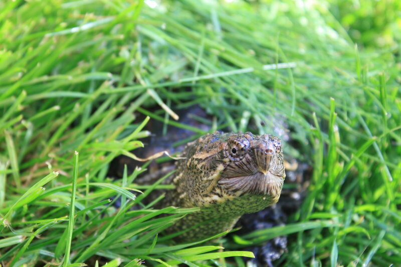 turtle in the grass