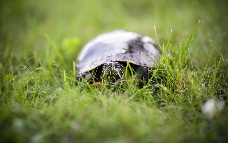 turtle in the grass