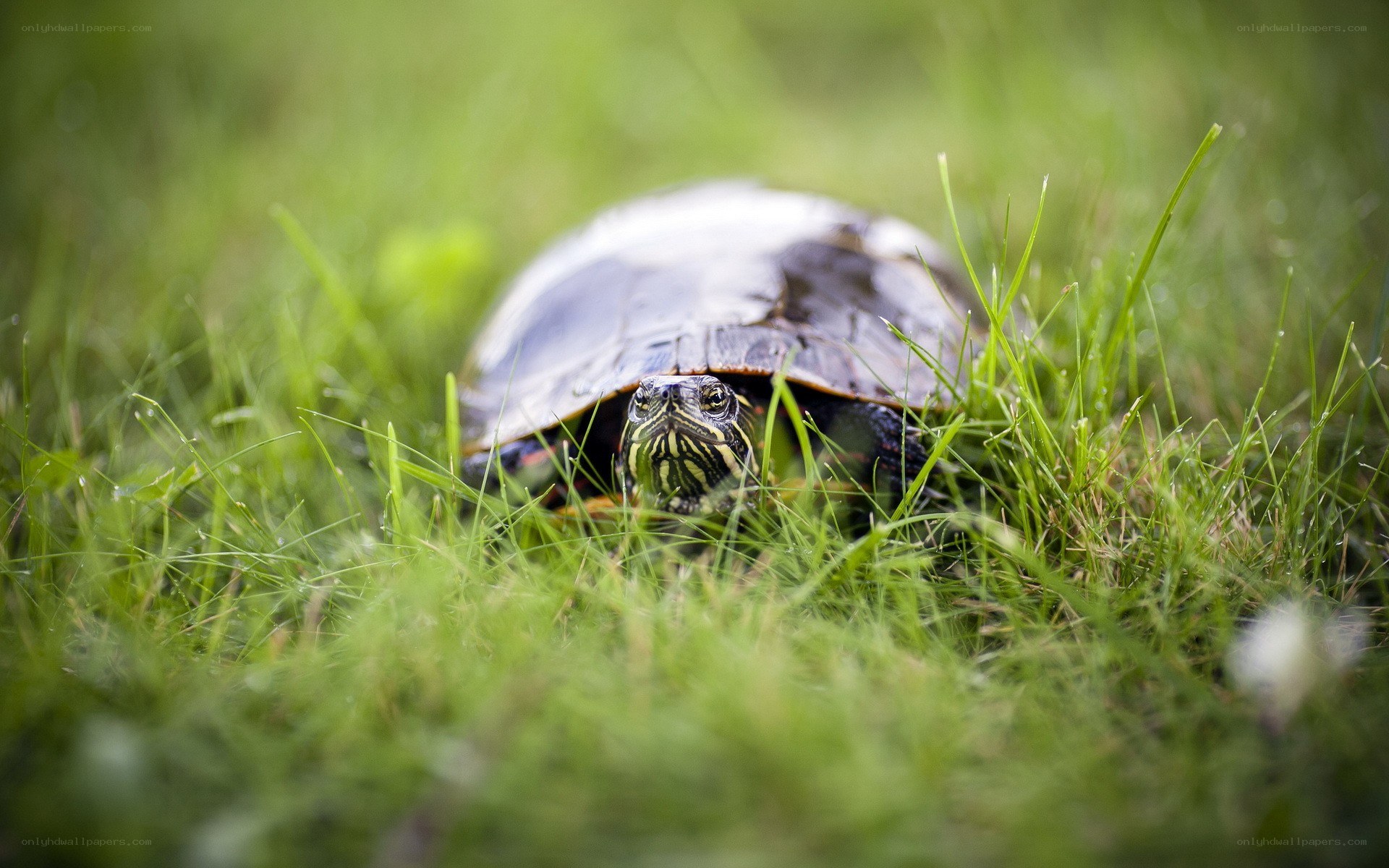 turtle in the grass