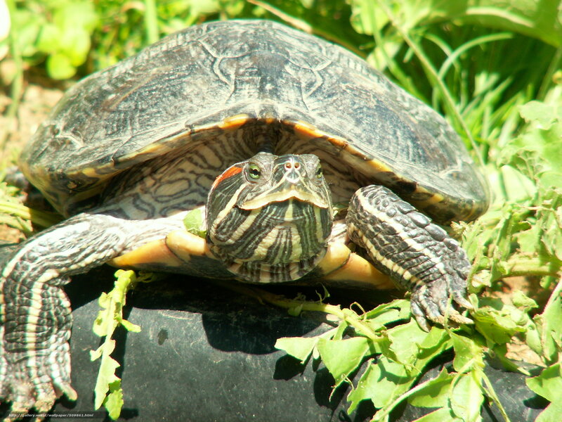 turtle in the grass
