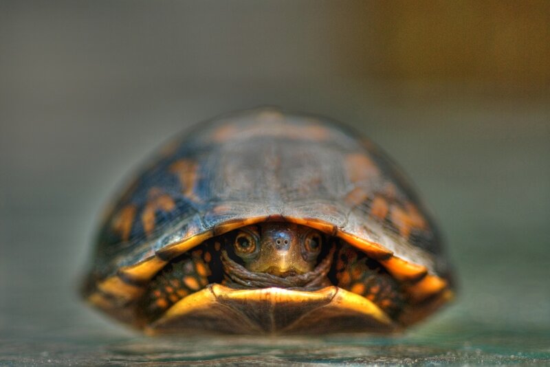Turtle in Water — Brown