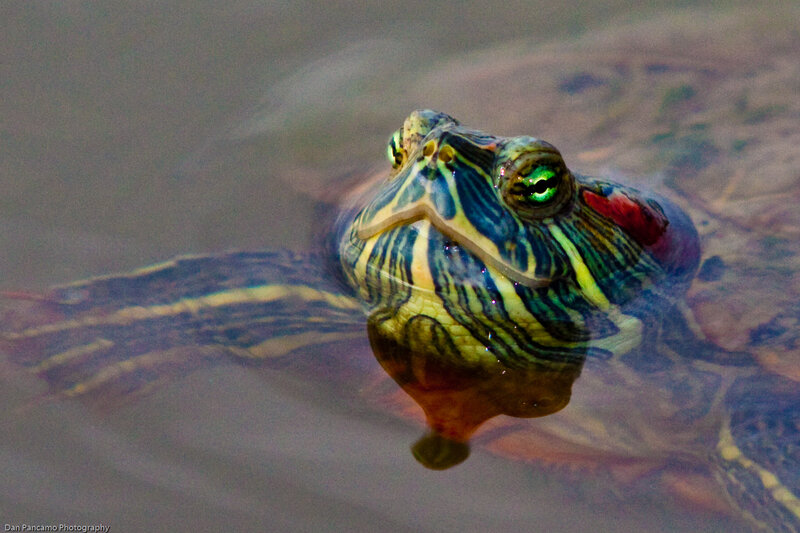 turtle in water close-up