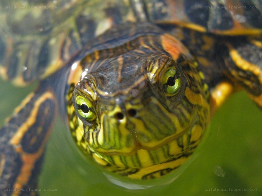 turtle in water close-up