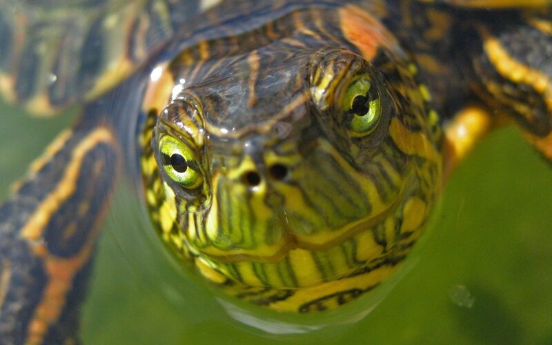 Turtle in Water — Green, Calm, Photograph, Eyes