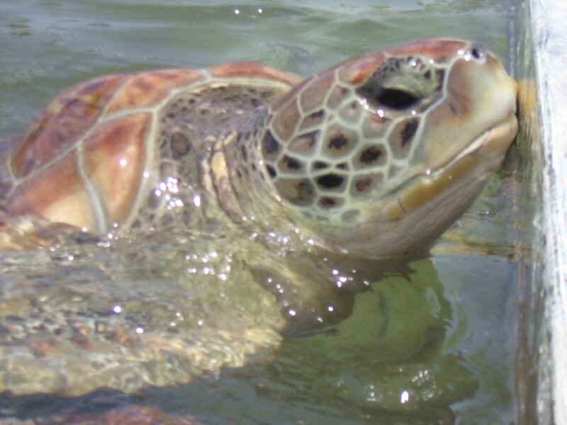 turtle in water tank