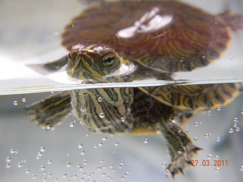 Turtle in Water